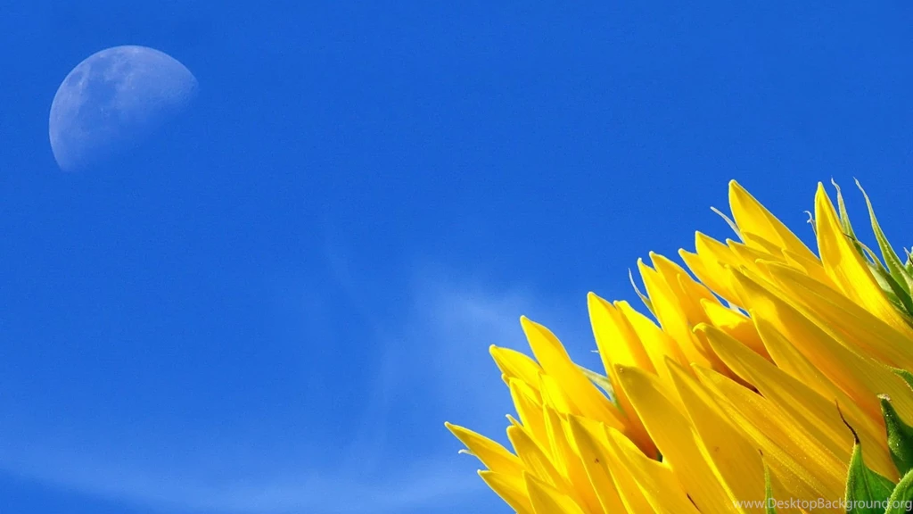 Full HD 1080p Sunflower Wallpapers HD, Desktop Backgrounds 1920x1080