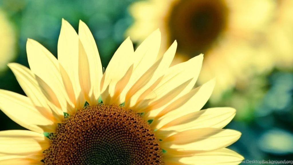 Sunflower Wallpapers HD By Geko78 On DeviantArt