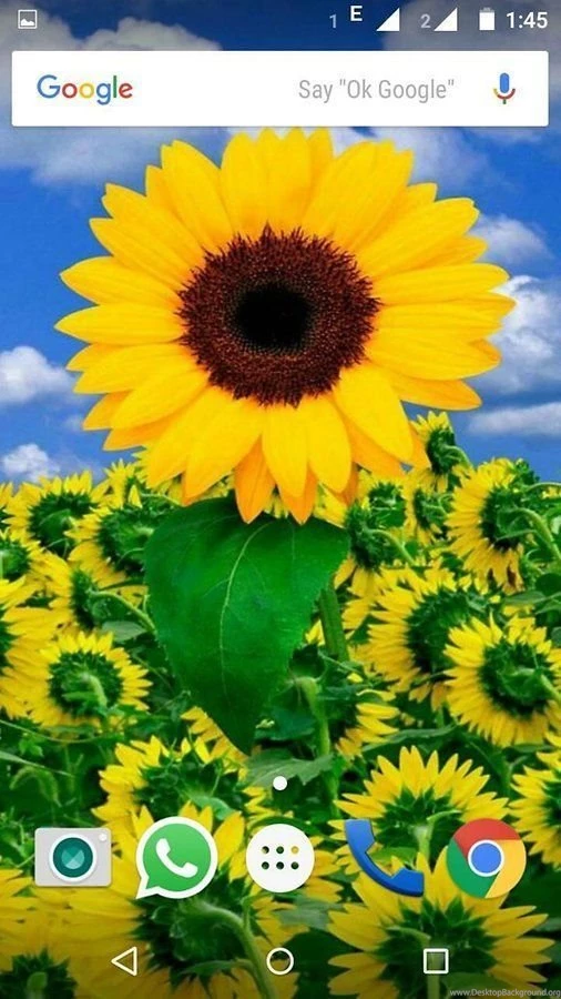 Sunflower Wallpapers HD Android Apps And Tests AndroidPIT
