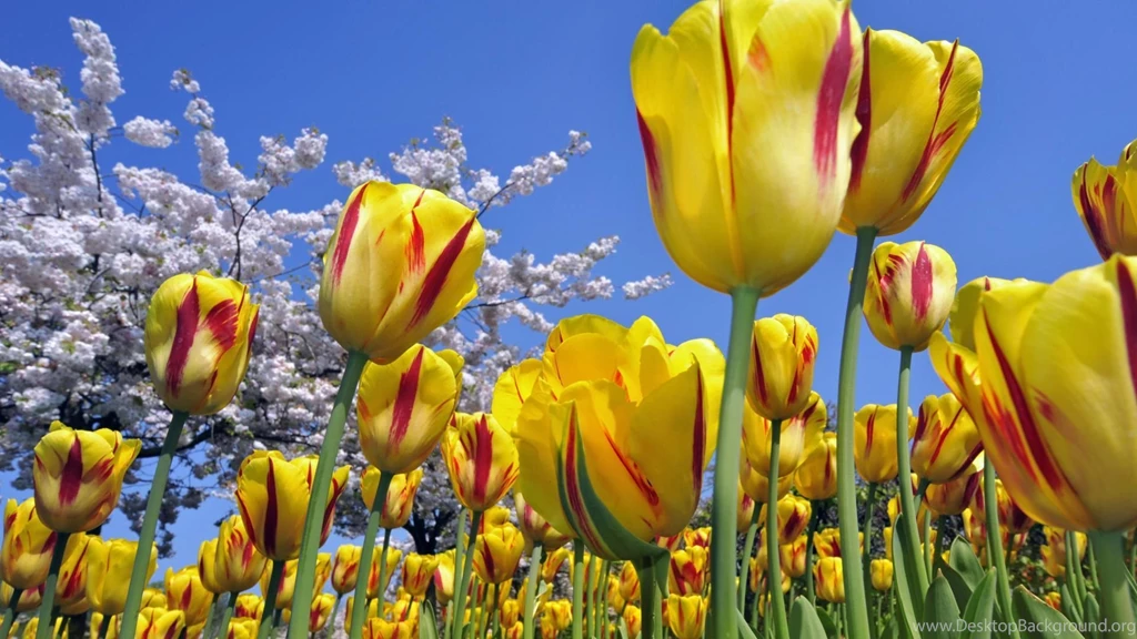 30 Delightful Flower Wallpapers Collection