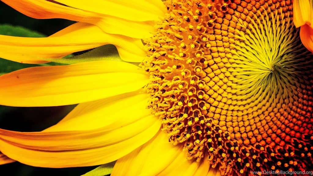 Sunflower Wallpapers :: HD Wallpapers