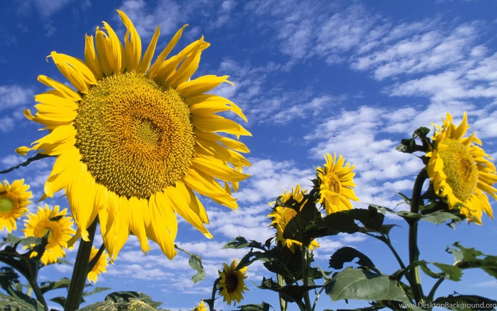 Colorful Sunflowers Wallpapers