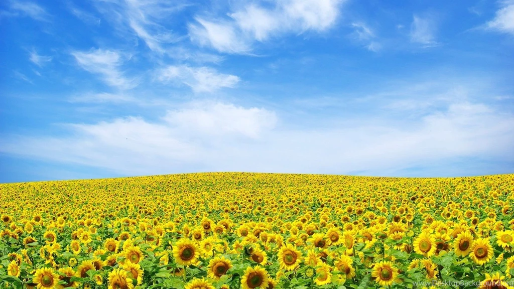 Red Flowers HD Wallpapers HD Images New