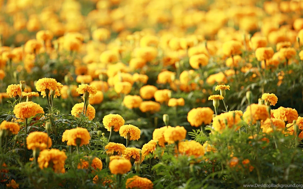 40 BEAUTIFUL FLOWER WALLPAPERS FREE TO DOWNLOAD.....   Godfather Style