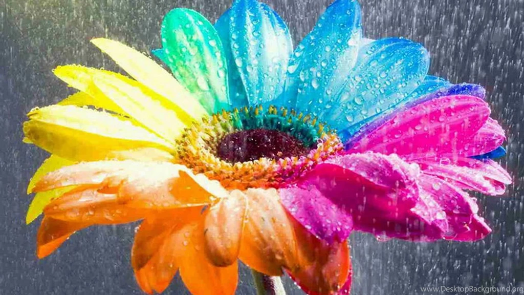 20+ HD Beautiful Flowers Wallpapers Free Download