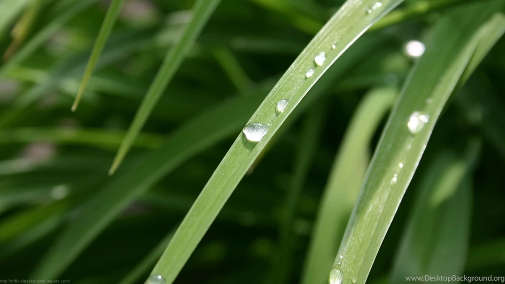 Dew Drops Wallpapers 20209