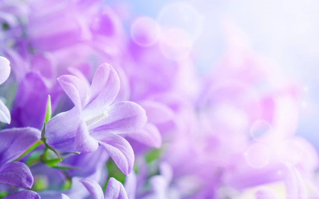 Nice_beautiful _flower _wallpapers.jpg