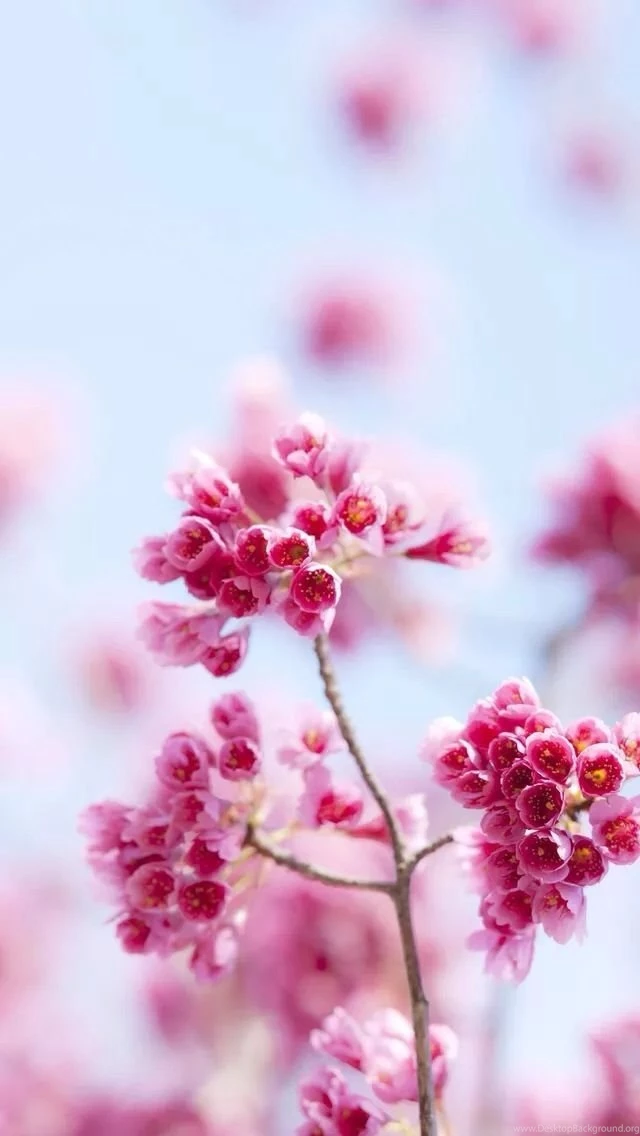 Gallery For   Iphone Wallpapers Flowers