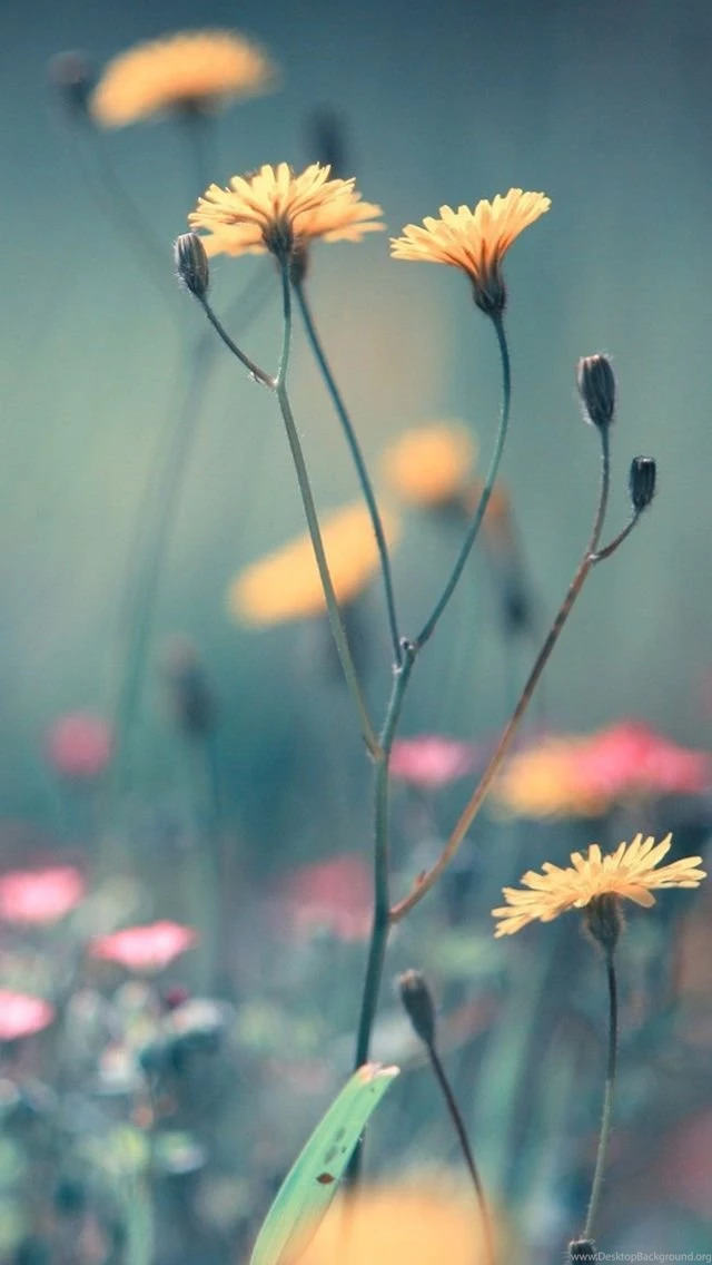 Flowers iPhone 5s Wallpapers