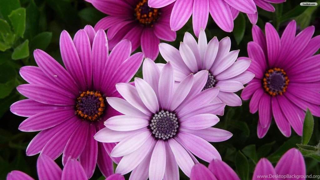 Pretty Flower Wallpapers