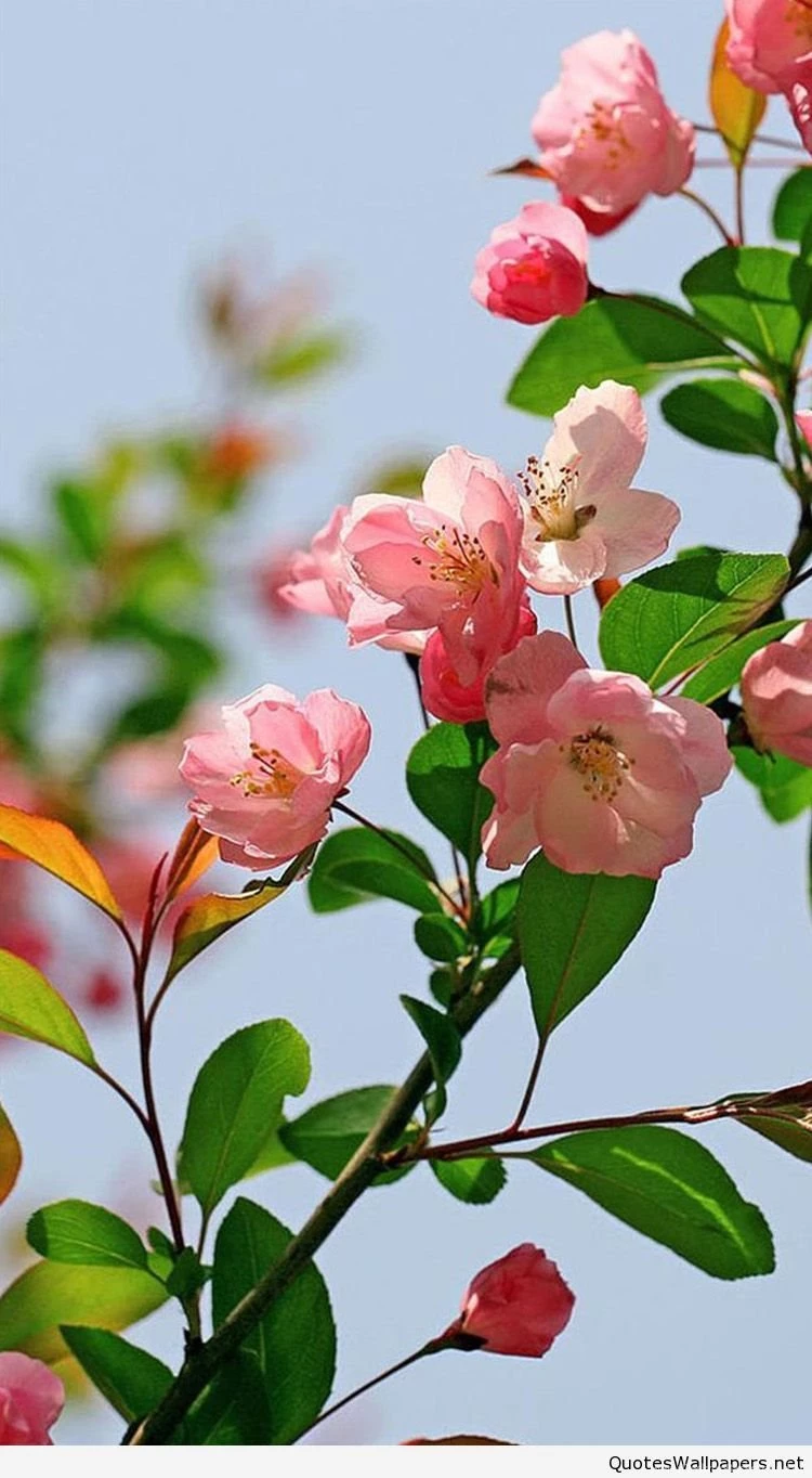 Best iPhone 6 Flower Wallpapers 88.jpg
