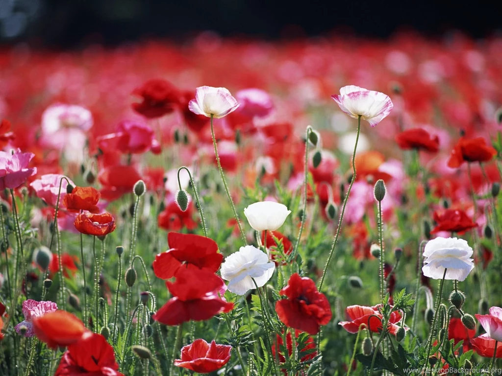 Beautiful Flowers Wallpapers Free Download ~ Toptenpack.com