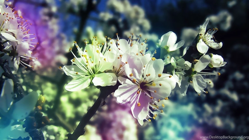 Beautiful Flowers 4K Wallpapers 156 Wallpapers HD Wallpapers HD ...
