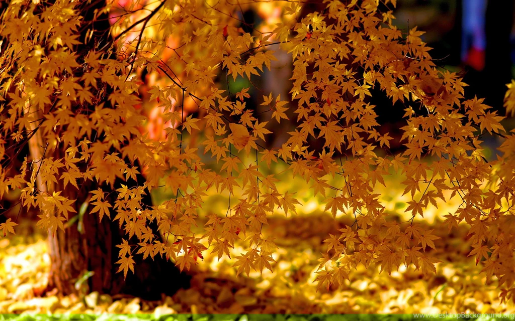 Free Autumn Wallpapers For Desktop   Wallpapers