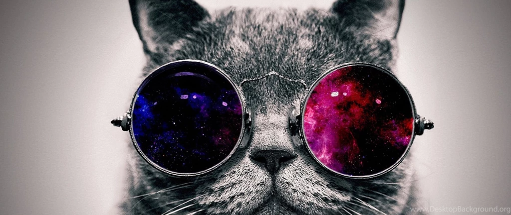 2560x1080 21:9 TV Cat Wallpapers HD, Desktop Backgrounds 2560x1080
