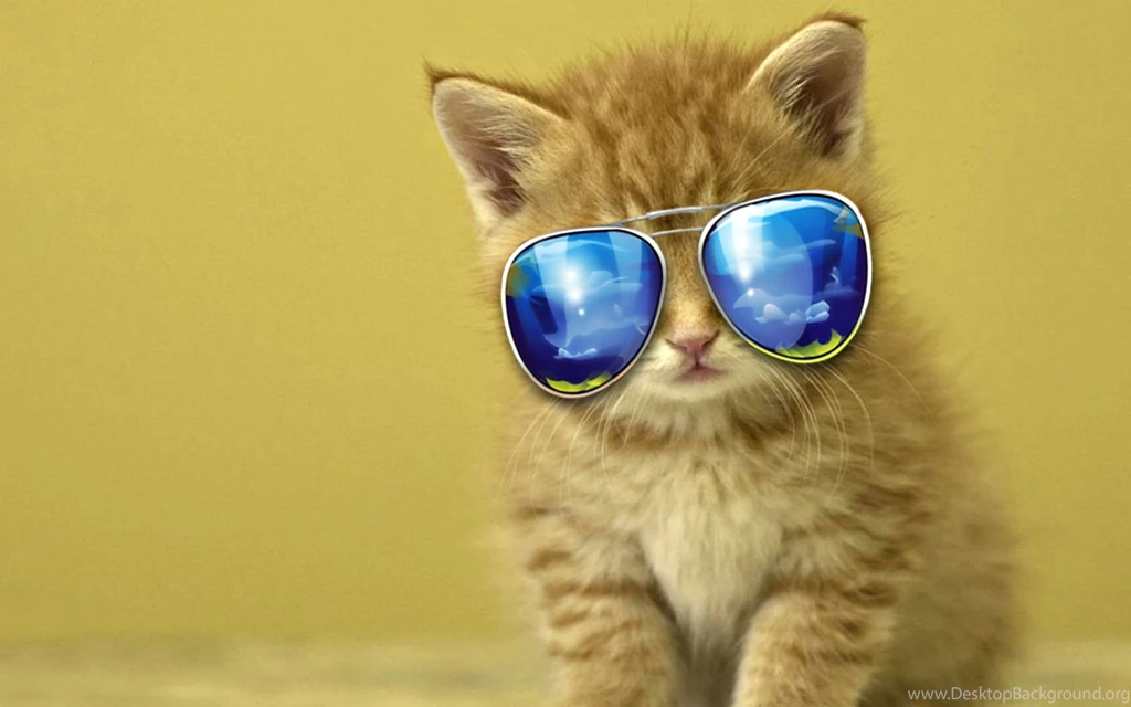 Free Cat HD Wallpapers Obtain HD Images New
