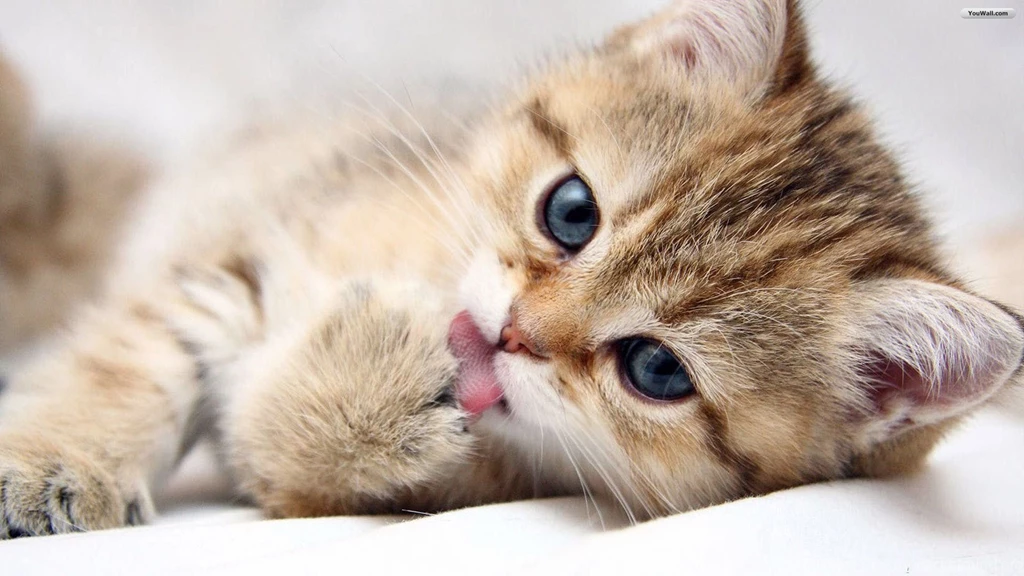 Cat Pictures Free HD Wallpapers And Pictures