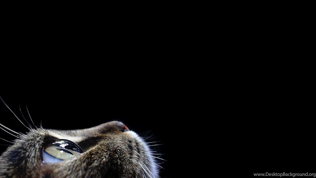 Best Face Cat Black Backgrounds Wallpapers For A