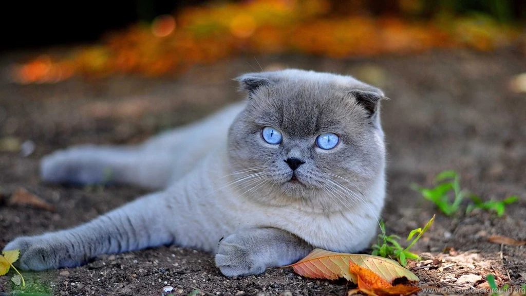 Cat Wallpapers HD Best Collection Of Cute And Beautiful Cats
