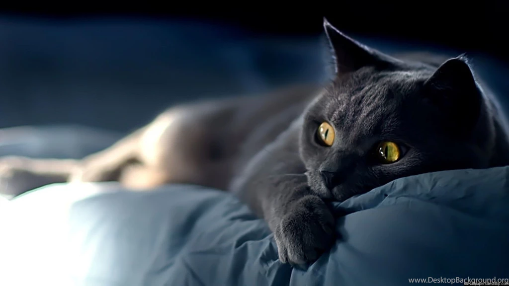 Download Cute Black Cat Wallpapers Free By Udhao.net