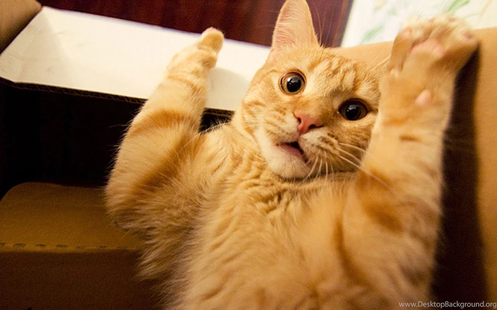 Funny Cat Desktop Wallpaper, Funny Cat Pictures, New Wallpapers