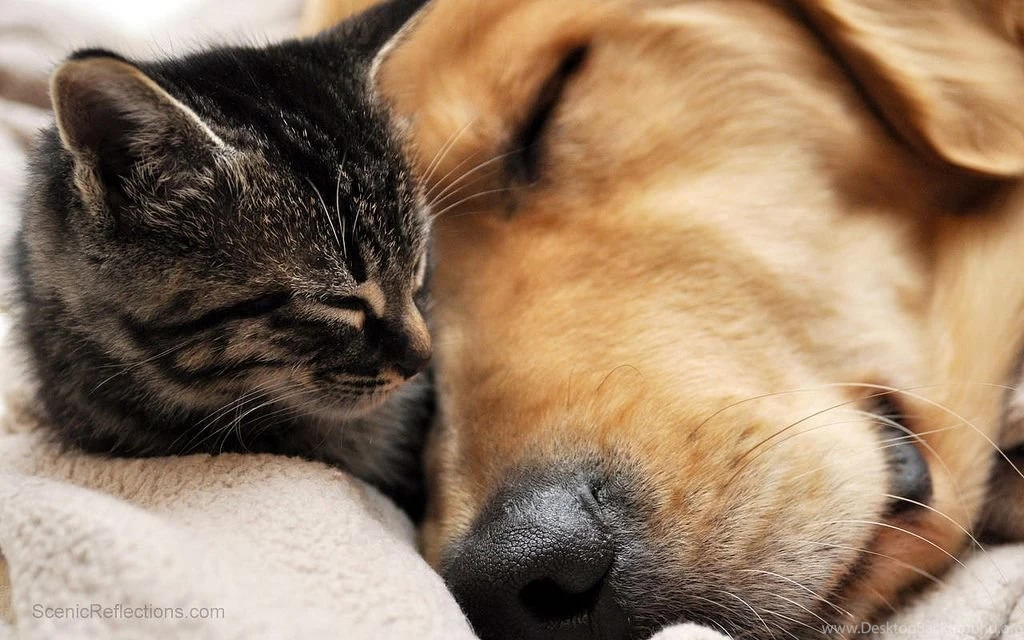 Best Friends Cat And Dog Free Wallpapers