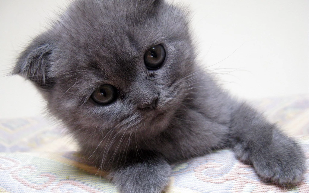 Wallpapers Irresistably Cute Cat Animals Cats The Best Wallpapers ...
