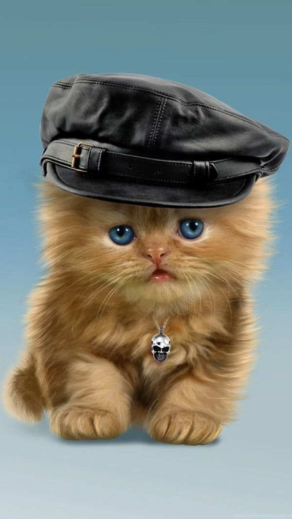 Best Funny Cat Wallpapers For Mobile Phones