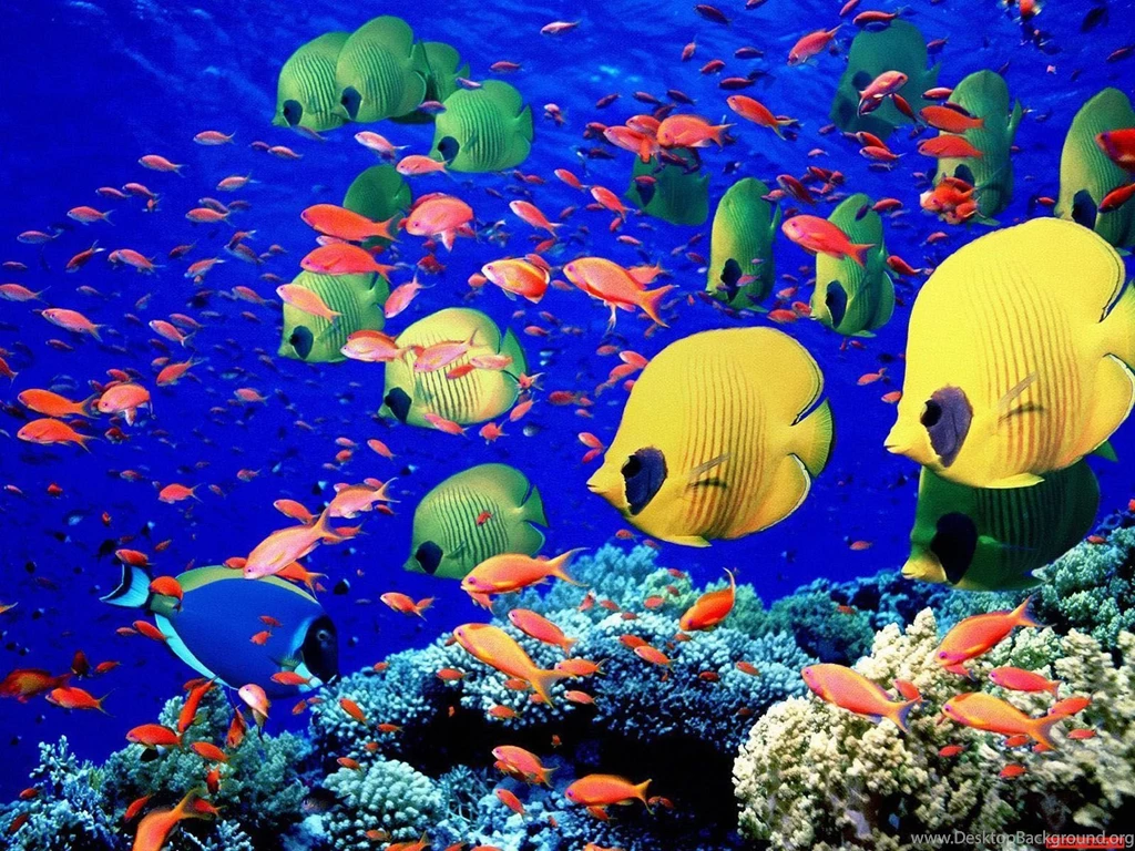 Animated Ocean Wallpapers