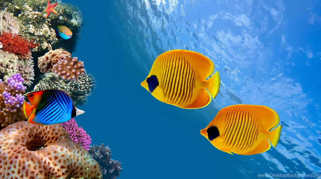 Ocean Animals Wallpapers