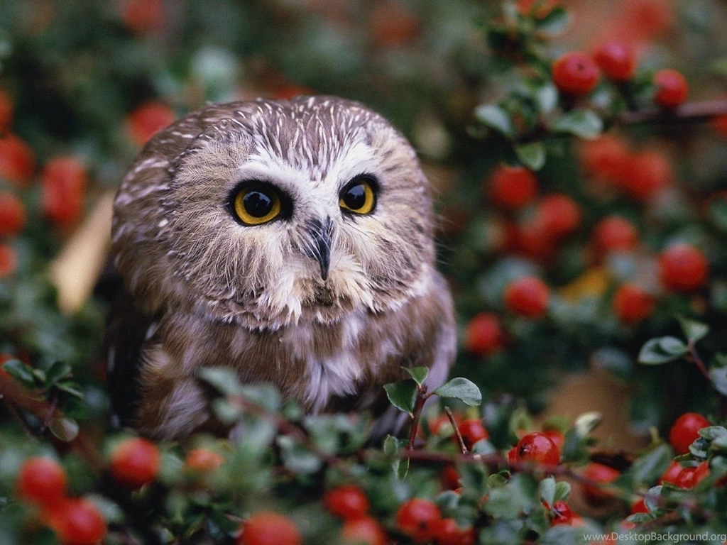 Gallery For Free Wallpapers Owls