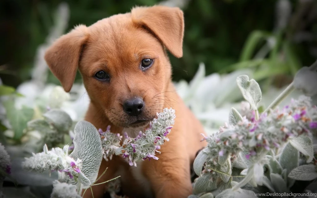 German shepherd puppy