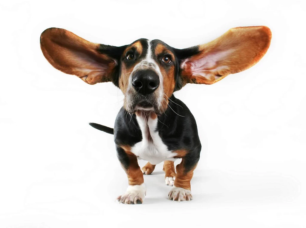 Funny Puppy Pictures For Facebook Wallpapers Free Download HD ...