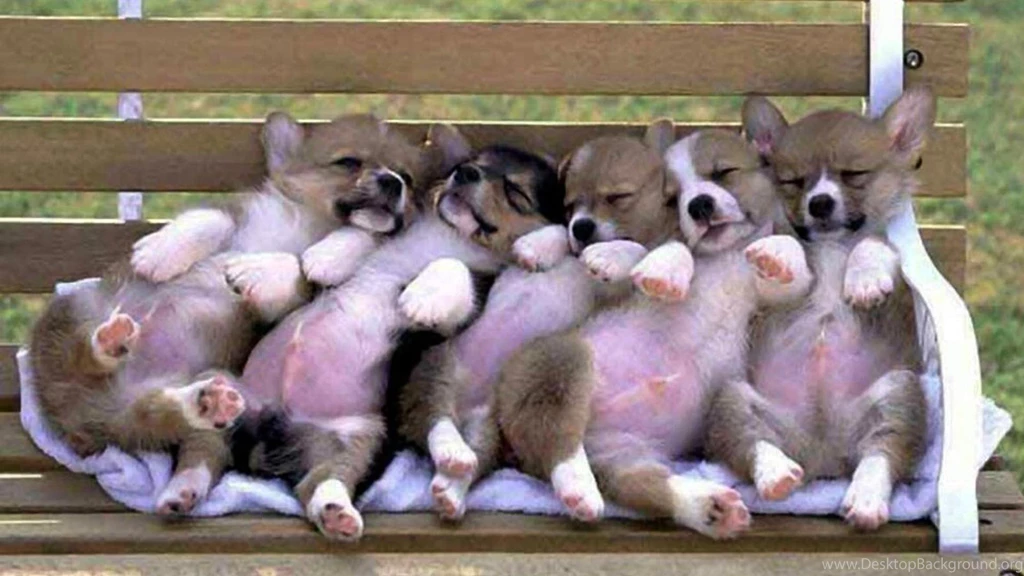 Cute Funny Puppies >> HD Wallpaper, Get It Now!