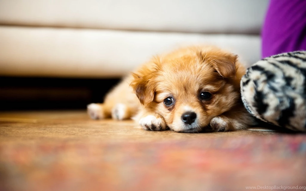 Funny puppieswallpaper.jpg