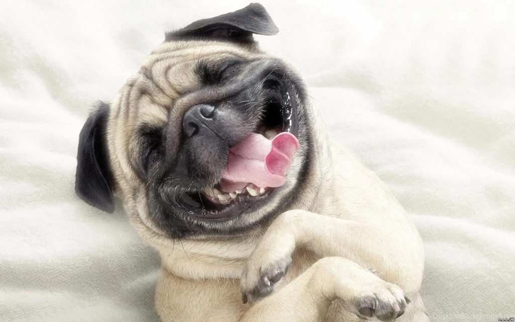 Dog Wallpapers