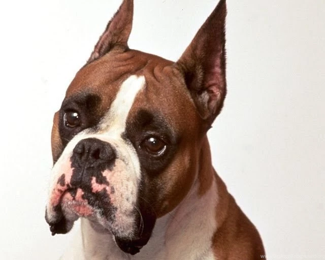 New: Images For Dog / Wallpapers / Cute / Funny / Beautiful Puppies