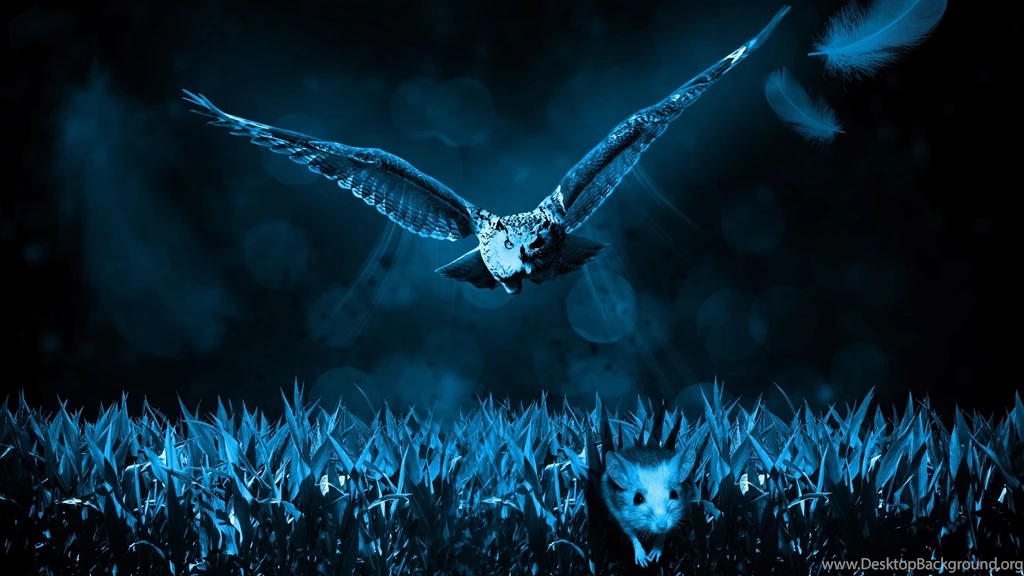 Barn Owl Wallpapers :: HD Wallpapers