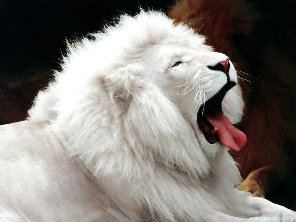 Desktop Wallpapers · Gallery · Animals · White Lion