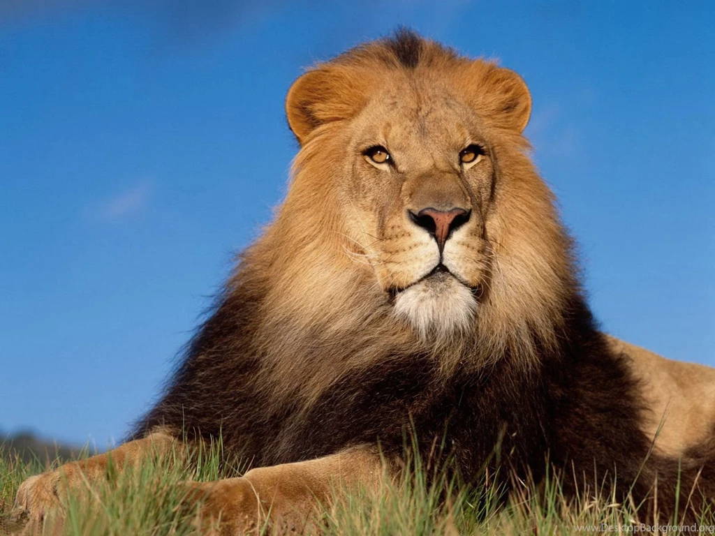 Lion Wallpapers Desktop Backgrounds