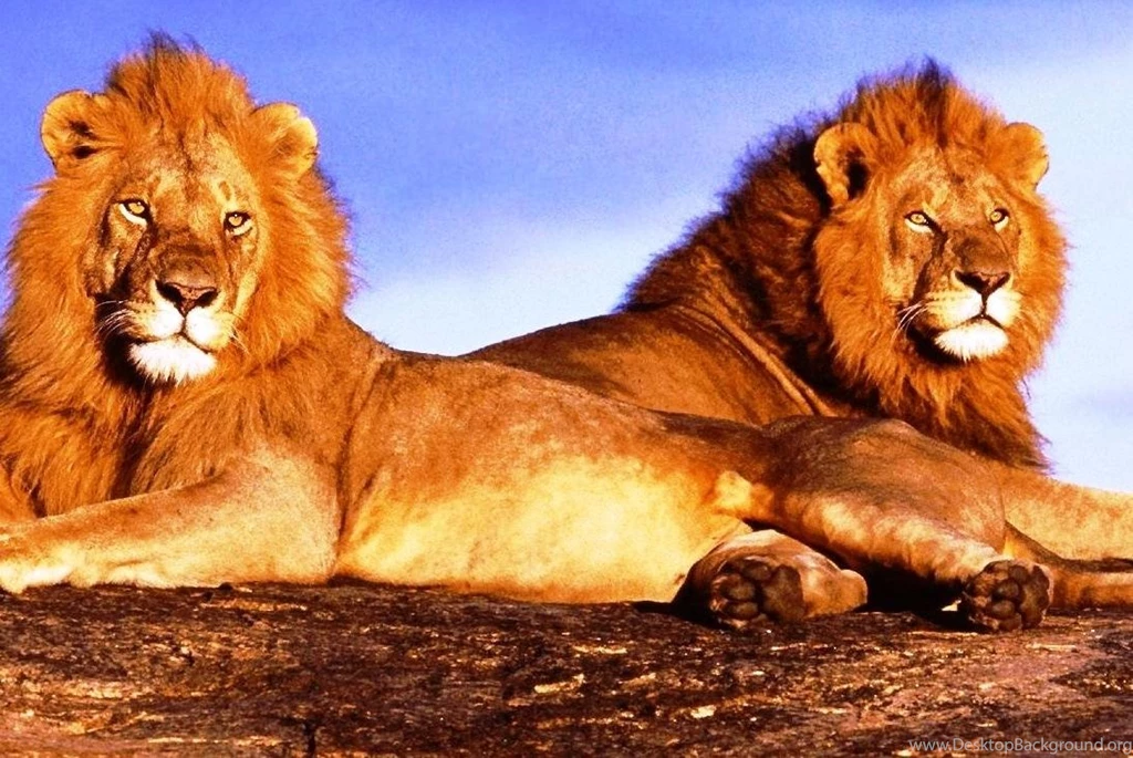 Two Lions Free Desktop Backgrounds Free Wallpapers Image