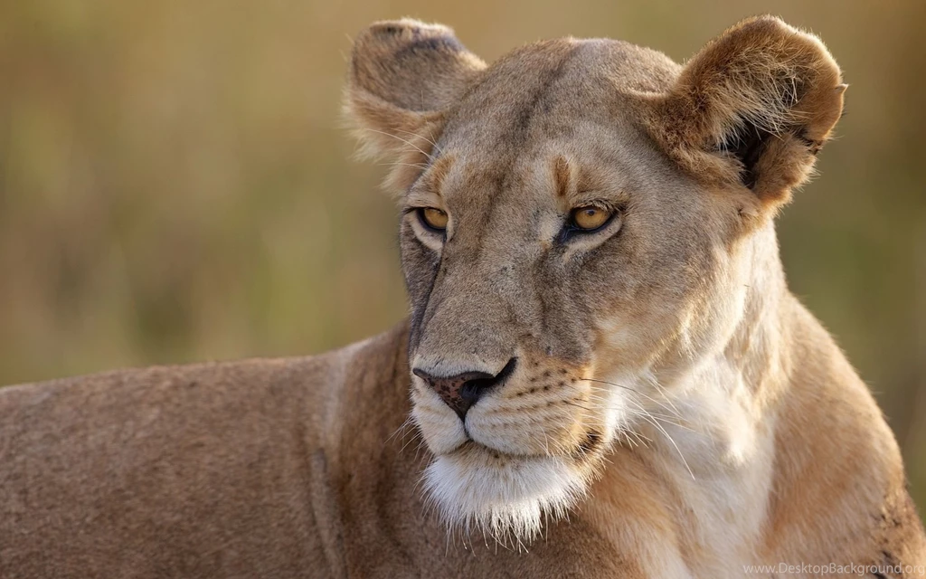 Female Lion Desktop Backgrounds HD 1920x1200