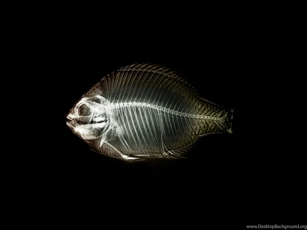 Fish Bone 1400x1050 Wallpapers, 1400x1050 Wallpapers & Pictures ...