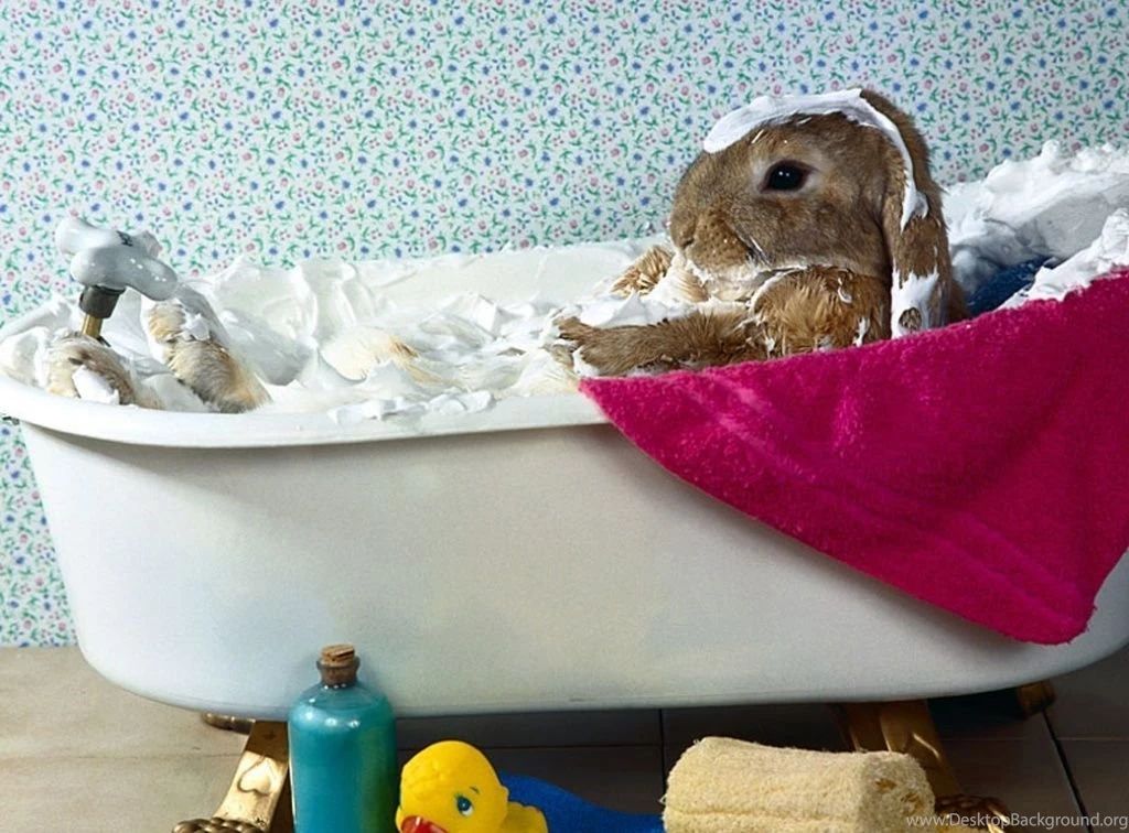 Easter bunny desktops i7.jpg