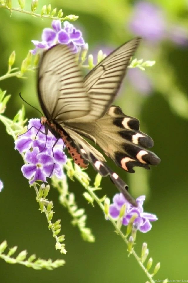 iPhone 4 Butterfly Wallpapers 07