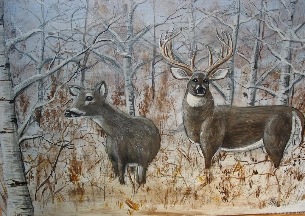 Whitetail Deer Backgrounds