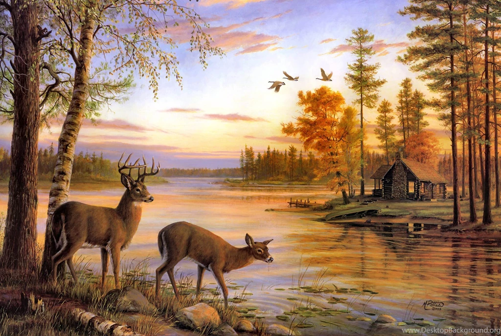 Nature Scenes With Deer