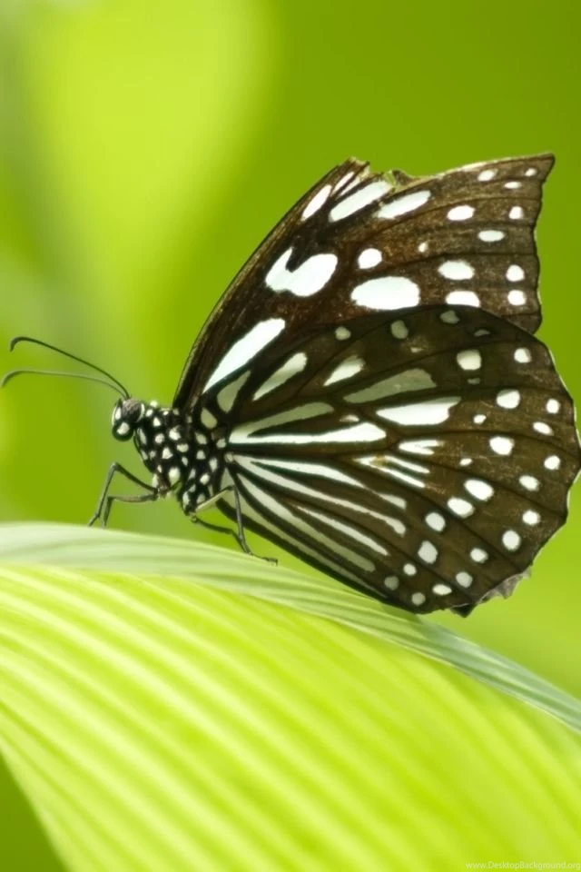 iPhone 4 Butterfly Wallpapers 03