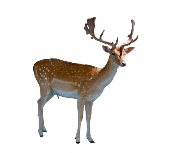 Deer On White Backgrounds Free Stock Photo Public Domain Pictures