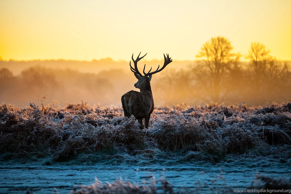 378 Deer HD Wallpapers